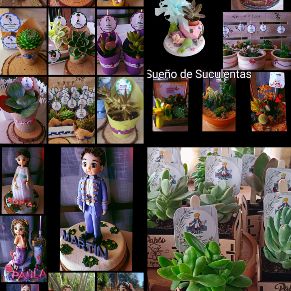 101 Foto 1 Suculentas