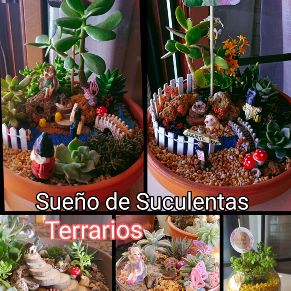 101 Foto 3 Suculentas